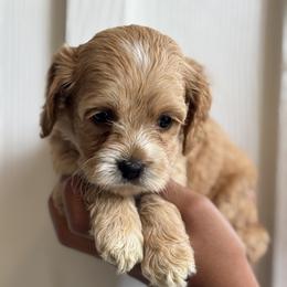 Bibble - Red and white male Cockapoo puppy in Waco, Texas from Cedar Ranch
