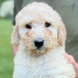 Aurora - Apricot female Poodle puppy in St. Johnsbury, Vermont from Poodles of the Northern Woods