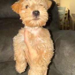 Java - Wheaten male Miniature Schnauzer puppy in Fort Worth, Texas from Sissy’s Schnauzers