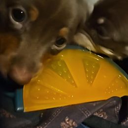 Dachshunds from Kristen Yonkie