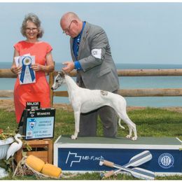 Saluki and Whippet All Grown Up from Aeolus Salukis & Whippets