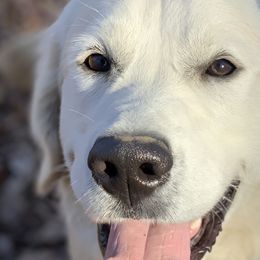 Finn - Golden Retriever