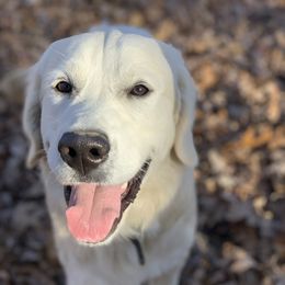 Finn - Golden Retriever