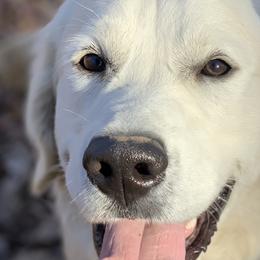 Finn - Golden Retriever