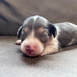 Ash - Piebald male Dachshund puppy in Spring Creek, Nevada from Hobby Horse Mini Doxies