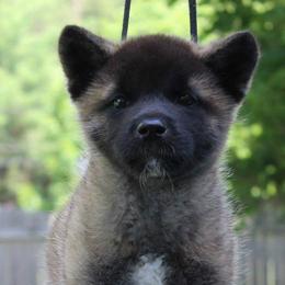 Akita Puppies from Excel Shu-Ku Akitas