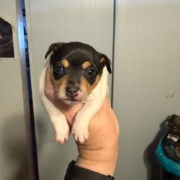 Pup A1 Girl - White black and tan female Toy Fox Terrier puppy in Clermont, Florida from Debbie Hiles's Toy Fox Terriers