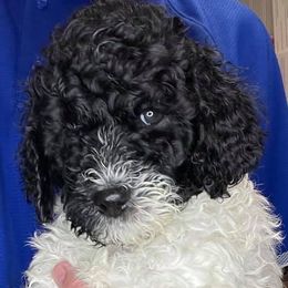 Cavapoos, Goldendoodles, Labradoodles, Poodles, and Sheepadoodles from Wagadoodlesnw