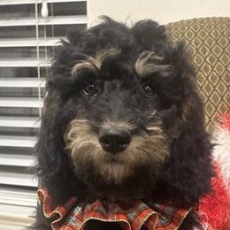 Bernedoodles from Kings Bernedoodles