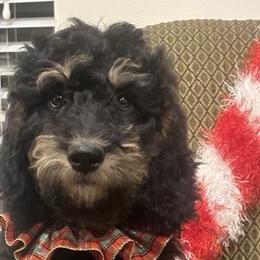 Bernedoodles from Kings Bernedoodles