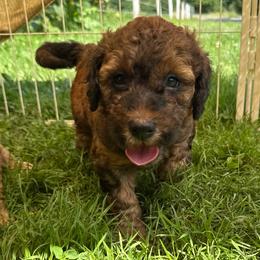 Brie - Sable female Bordoodle puppy in Canfield, Ohio from Poo's Doo's & Inu's