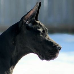 German Shepherds and Great Danes from Starr GSDs & Great Danes