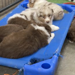 Australian Shepherd Puppies from BellSharps Australian Shepherds