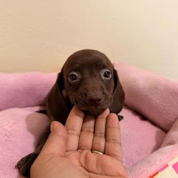 Cocopuff - Chocolate male Dachshund puppy in Magnolia, Texas from Carrie’s Countryside Dachshunds