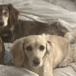 Dachshunds from Angels Doxi Cottage