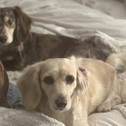 Dachshunds from Angels Doxi Cottage