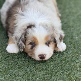 Buttons - Red merle male Australian Shepherd puppy in Ramona, California from Blue Moon Aussies
