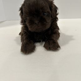 Shih Tzu Puppies from Moore Shih Tzus