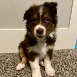 Suzu - Red tri-color female Australian Shepherd puppy in Sedro Woolley, Washington from CTR Farmstead
