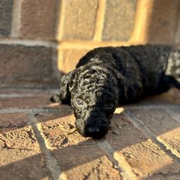 Pancakes - Black female Goldendoodle puppy in Gastonia, North Carolina from Crowders Creek Doodles
