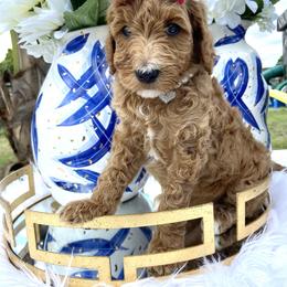 Aussiedoodle and Goldendoodle Puppies from Cuddly Doodles