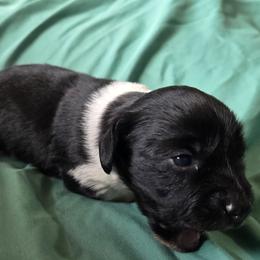 Cookies and Cream - Piebald male Dachshund puppy in Cowen, West Virginia from Bennett Babies