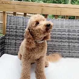 Goldendoodle and Shih Tzu All Grown Up from Shihtzuandoodlenc.LLC