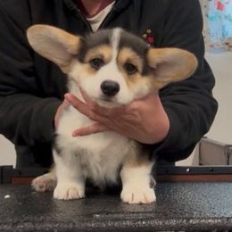 Jimmy - Black and tan male Pembroke Welsh Corgi puppy in Cheyenne, Wyoming from BriarFox Welsh Corgis