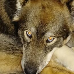 Freya - Siberian Husky