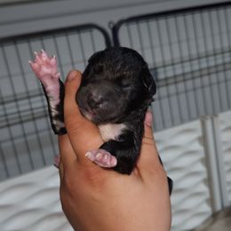 Siberian Husky Puppies from Spirit of the Moon Siberians