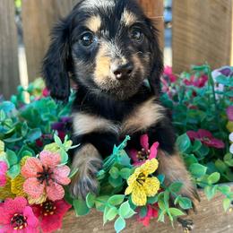 Bear Claw - Black and tan male Dachshund puppy in Payette, Idaho from NT Mini Doxies