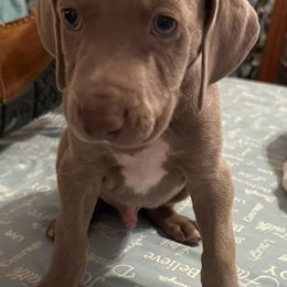 Black - Silver gray male Weimaraner puppy in Aitkin, Minnesota from Whispering’s GunDogs