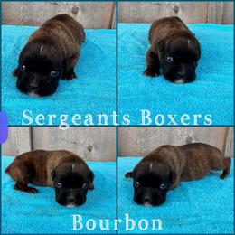 Bourbon - Brindle male Boxer puppy in Madisonville, Texas from Sergeant's Boxers