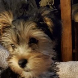 Assorted Doodle Crosses, Double Doodle, Maltipoo, Morkie, and Yorkipoo Puppies from Danza Bolo