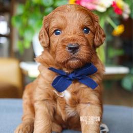 Firecracker - Red  male Goldendoodle puppy in Salado, Texas from Red Ranch Dogs