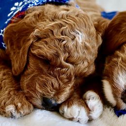 Goldendoodles from Daring Doodles