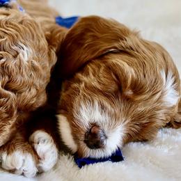 Goldendoodles from Daring Doodles
