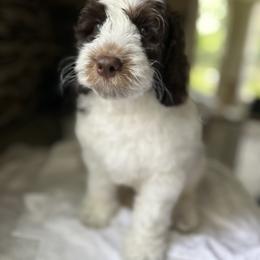 Milan - Chocolate male Australian Labradoodle puppy in Chuluota, Florida from Delano Australian Labradoodles