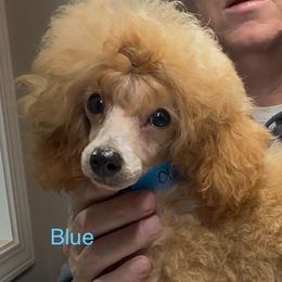 AKC Champion Sired Oliver DNA Tested OFA Certified Lines - Apricot male Poodle puppy in Jacksonville, Alabama from Abounding Poodles