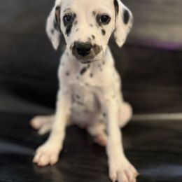 Winnie - White and black female Dalmatian puppy in Fort Cavasos, Texas from Mainstreet Dalmation