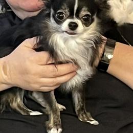 Chihuahua Puppies from B&D Chihuahuas