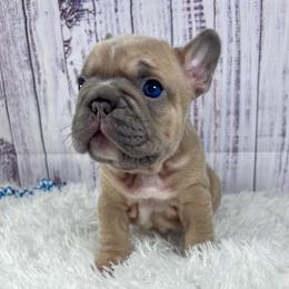 London - Blue fawn male French Bulldog puppy in Hillsboro, Ohio from Pennington Family Frenchies