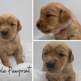 Golden Retriever Puppies from Stormy Hill Golden Retrievers