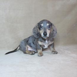 Max - Dapple male Dachshund puppy in Pana, Illinois from Doxie Waggin Tails