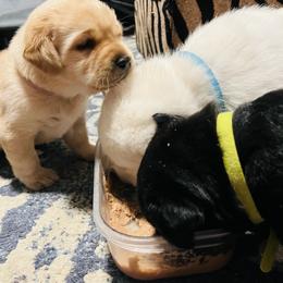 Labrador Retriever and Pembroke Welsh Corgi Puppies from Burress Family Farm and Kennels