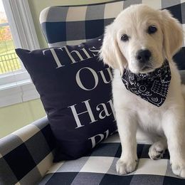 Golden Retriever Puppies from Sleepy Morning Goldens