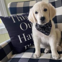 Golden Retriever Puppies from Sleepy Morning Goldens