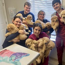 Silly - Golden female Golden Retriever puppy in New York Mills, New York from Nevani Goldens & Siberians