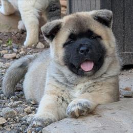 Yuri's Girl 2 - Fawn, black overlay female Akita puppy in South Carolina from Sierra Mountain Akitas