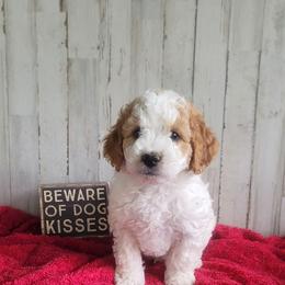 Boy 1 - Parti male Goldendoodle puppy in Plymouth, Utah from Country Sunshine